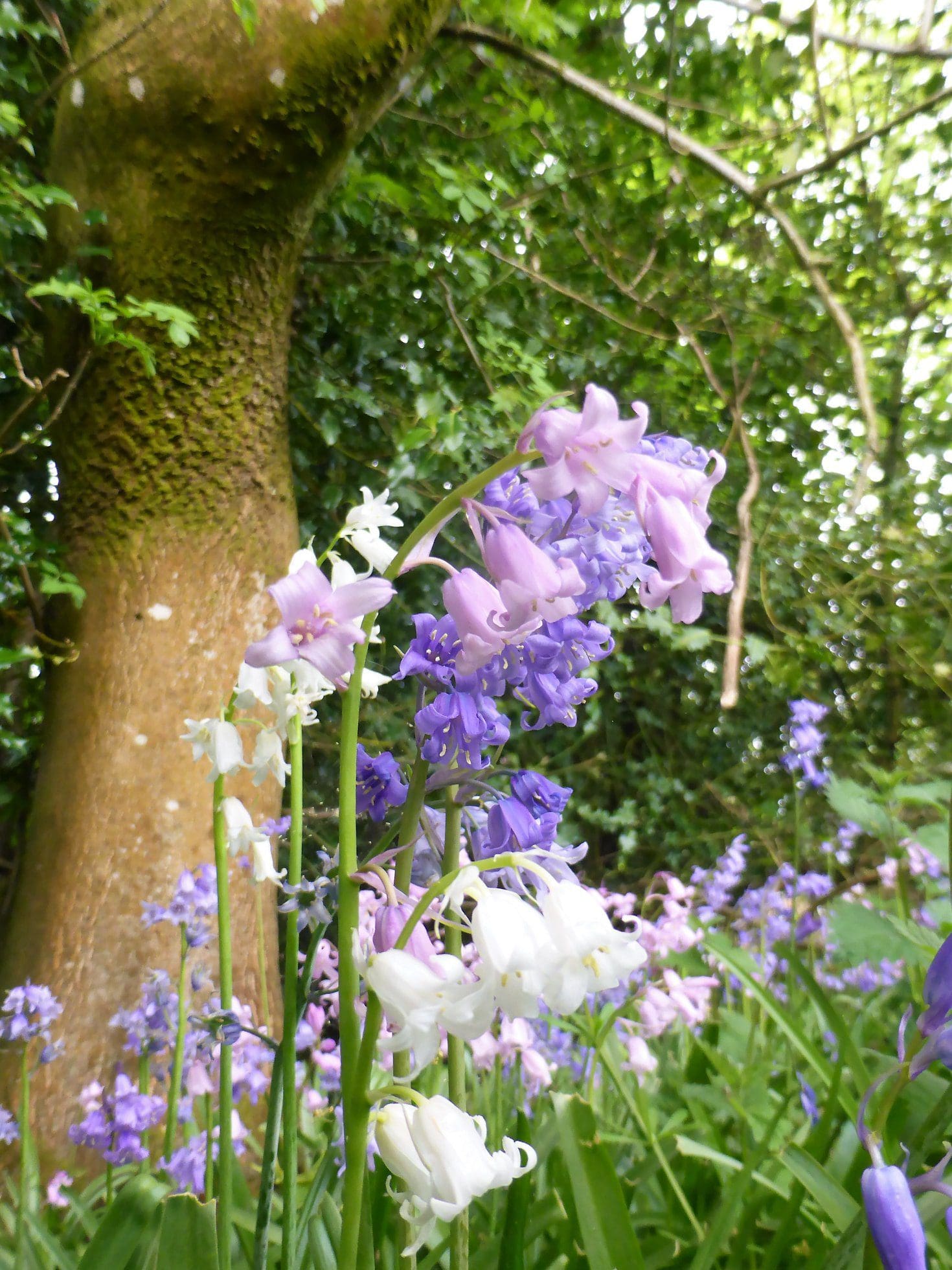 may flowers